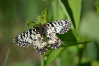 Pestrokřídlec podražcový - motýl vyskytující se jen na 3 místech v ČR