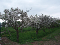 Kvetoucí jabloně