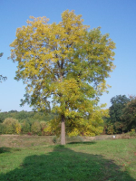 Barevný podzim