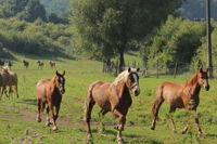 Ranch Nevada