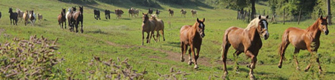 Ranch Nevada